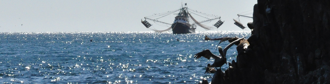 image of shrimp boats off Bird Island - Sea of Cortes