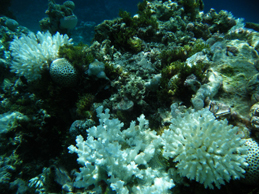 Coral bleaching — Lagoon in the Cook Islands